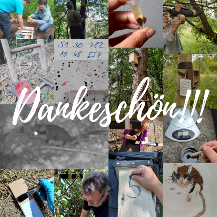 Sharepic Internationaler Tag des Ehrenamts BUND Thüringen SPurensuche Gartenschläfer