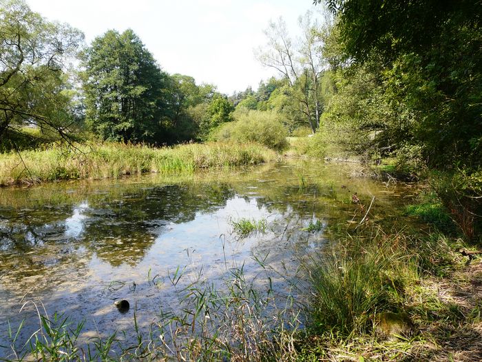 Werra am Altarm Leutersdorf