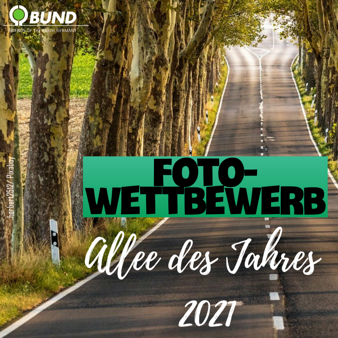 Sharepic Allee des Jahres