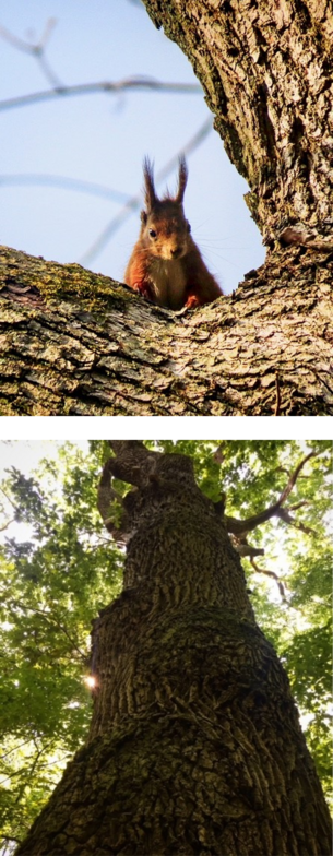 Zusammenschnitt Eurasisches Eichhörnchen und alter Baum