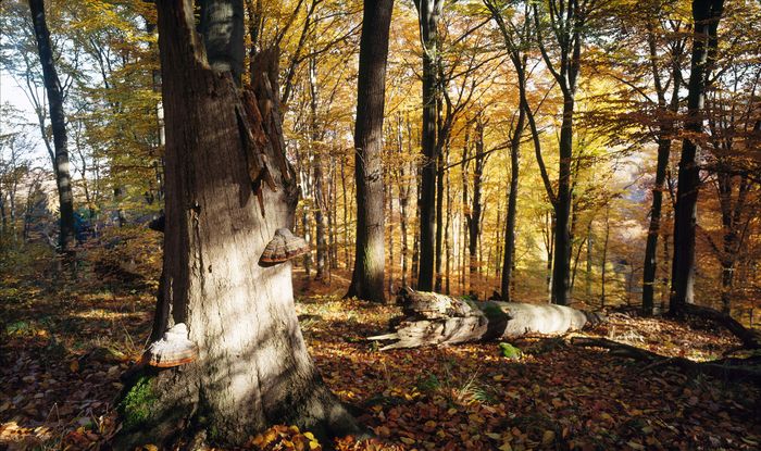 Hohe Schrecke - alter Wald mit Zukunft