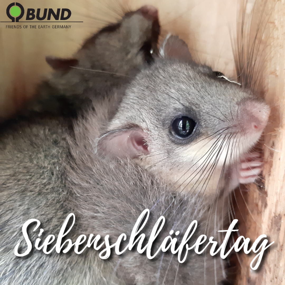 Sharepic Siebenschläfertag
