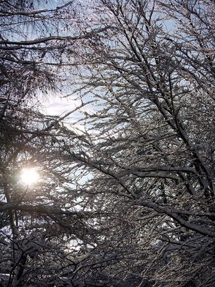 Sonne scheint durch Winterbäume