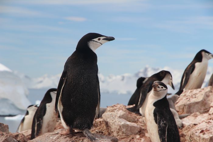 Zügelpinguine