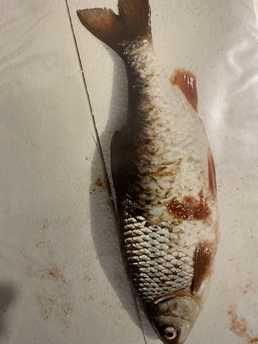 Salzwasser stresst die Fische, greift das Schuppenkleid der Fische an und löst eine Vielzahl typischer Fischkrankheiten aus.