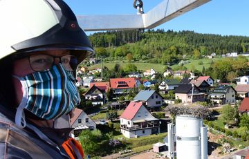Storchen-Nachwuchs in Gefahr