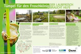 Laubfrosch-Infotafel