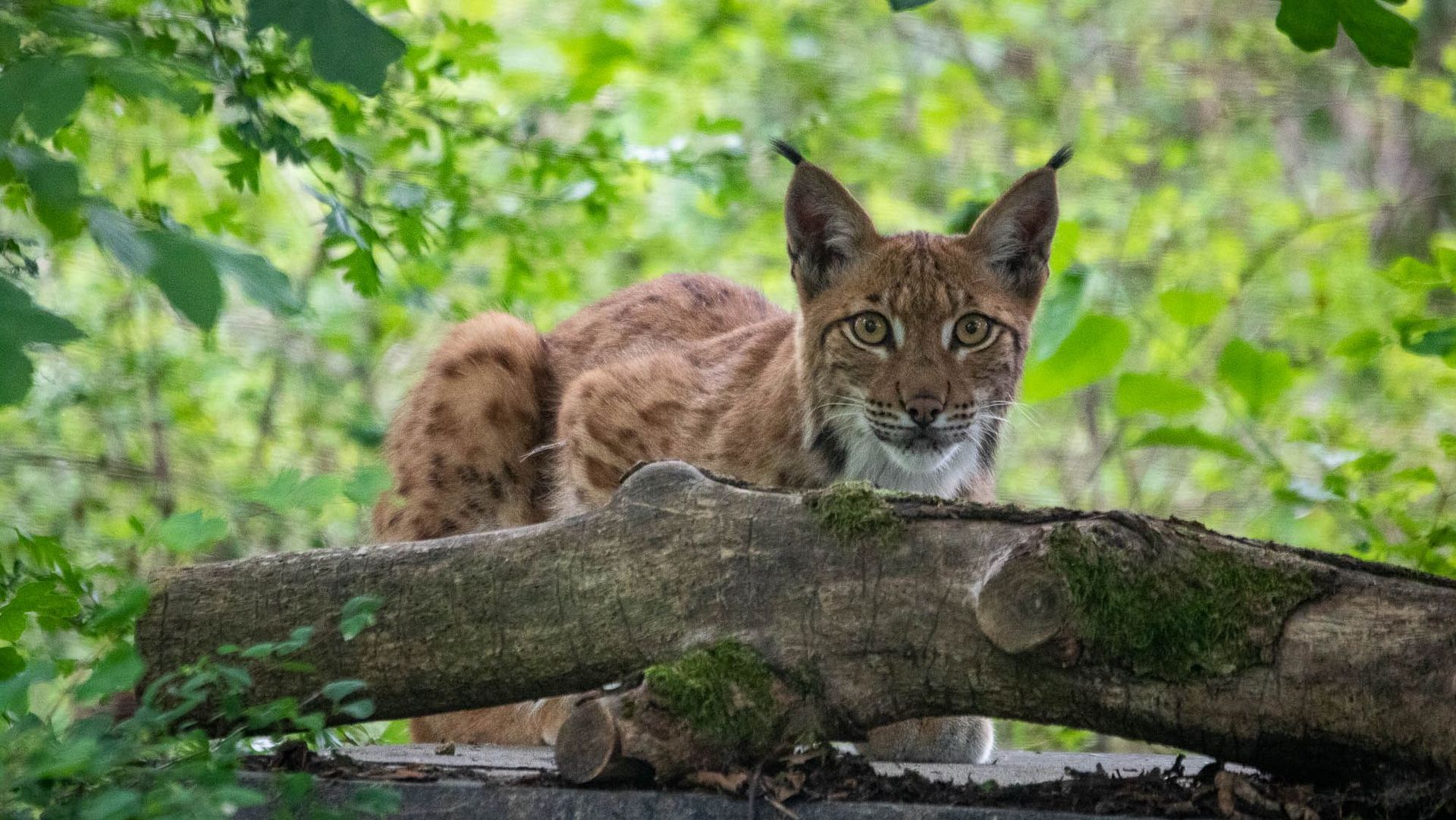 Luchs im Wildkatzendorf Hütscheroda