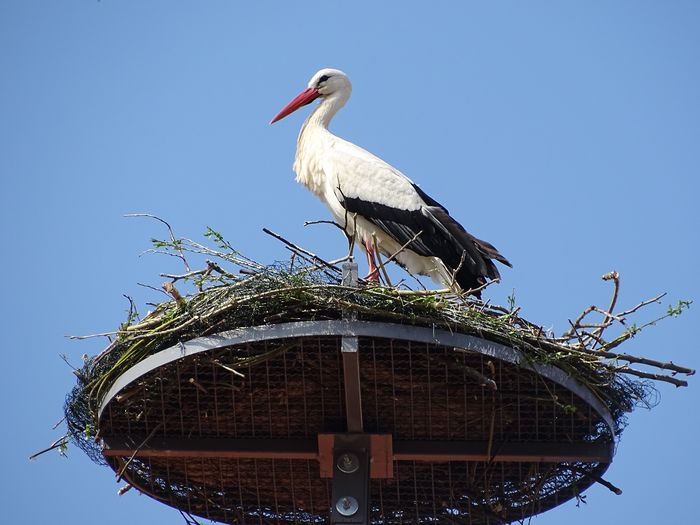 Weißstorch
