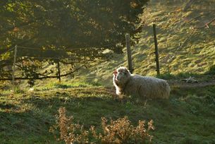 Schaf auf Novemberweide