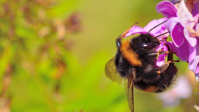 Insektensterben