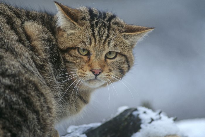 Wildkatze Nahaufnahme