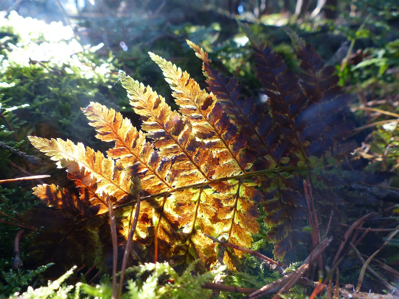 Farn im Sonnenlicht im Herbstwald