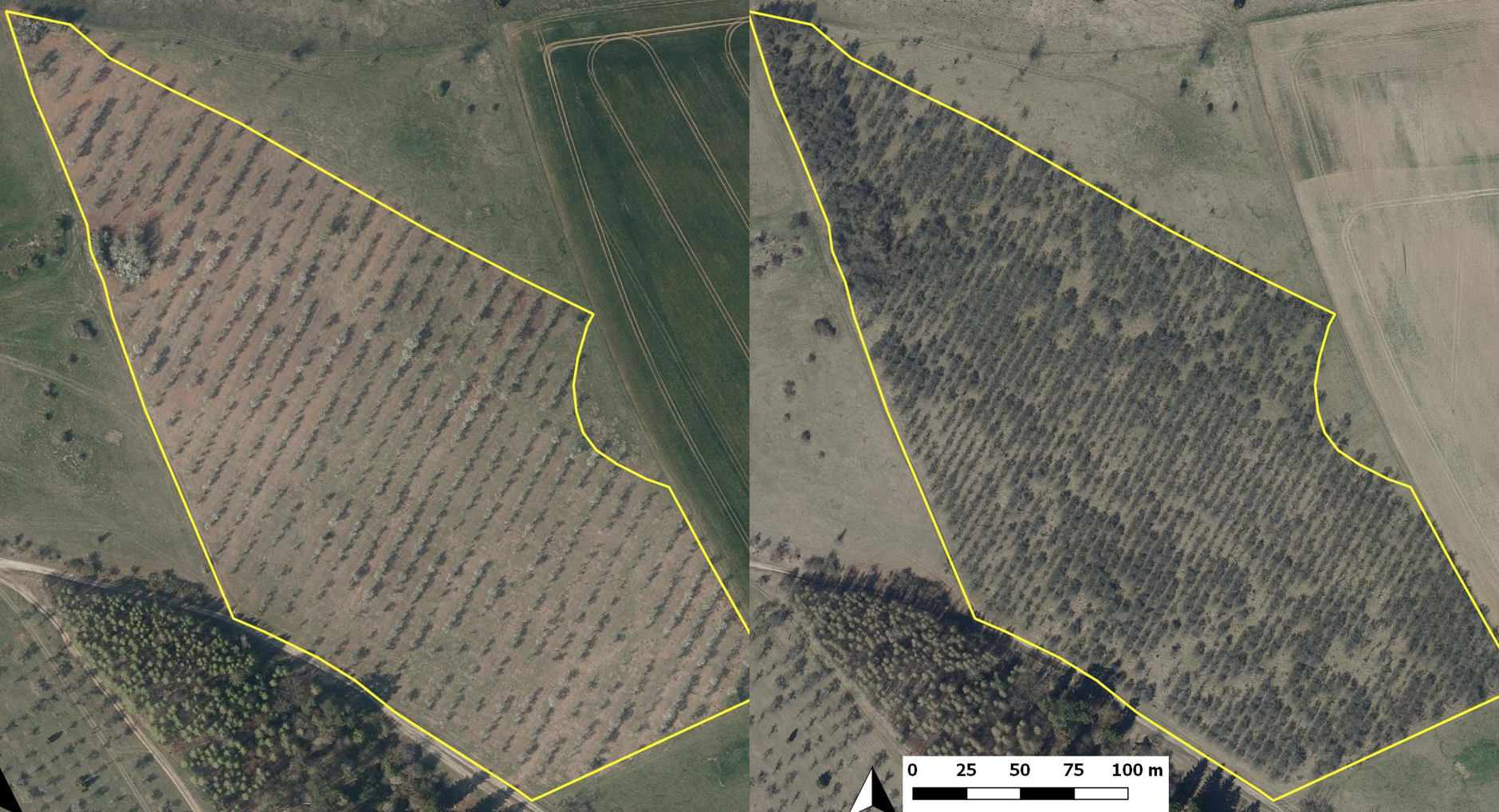 Luftbild des Pflaumenbestandes auf dem Bauernberg vor und nach (links) der Ausdünnung