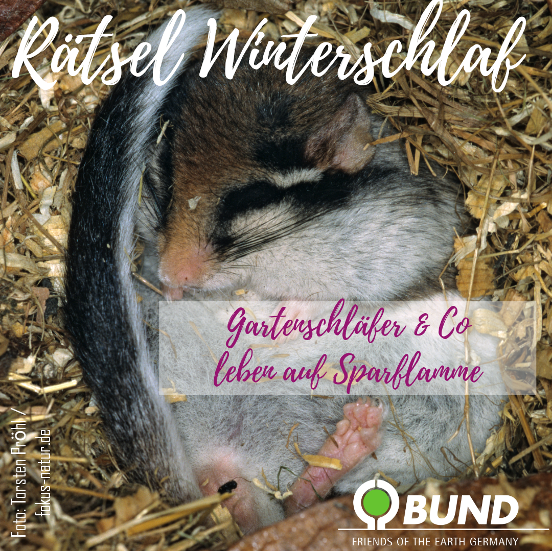 Sharepic Gartenschläfer im Winterschlaf