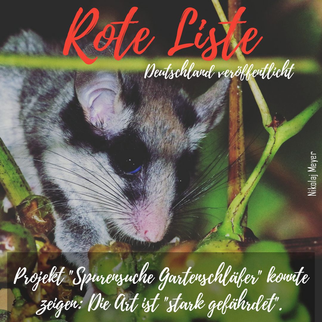 Sharepic Rote Liste Gartenschläfer