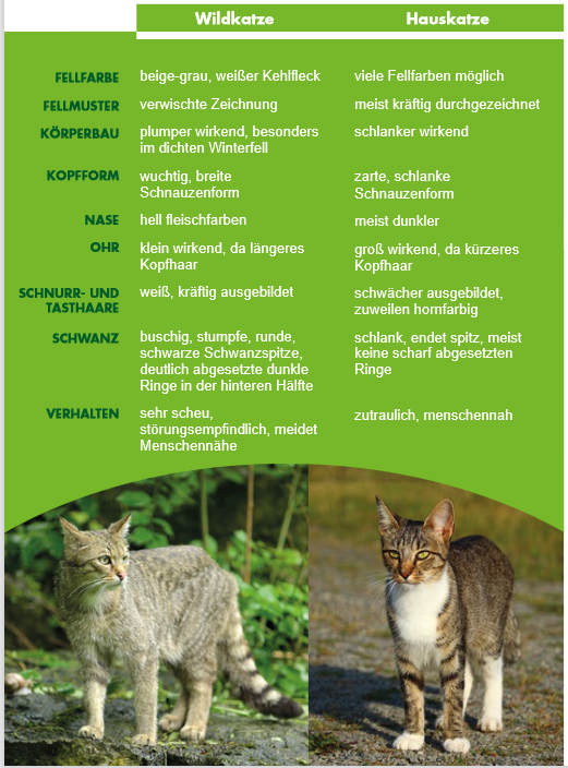 Übersichtsgrafik Unterscheidung Wildkatze von Hauskatze