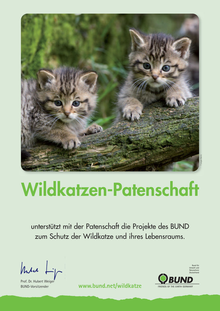Urkunde Wildkatzenpatenschaft